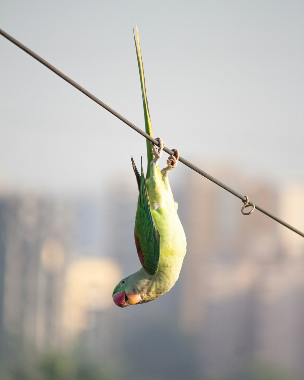 a green bird hanging upside down on a wire