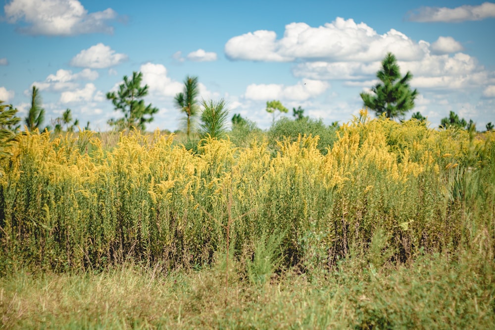 a field full of tall grass with trees in the background