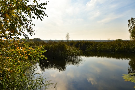 A serene morning scene with soft sunlight filtering through leafy trees over a calm lake.