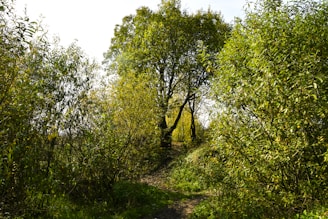 A scenic view of a lush green forest trail inviting visitors to explore nature.