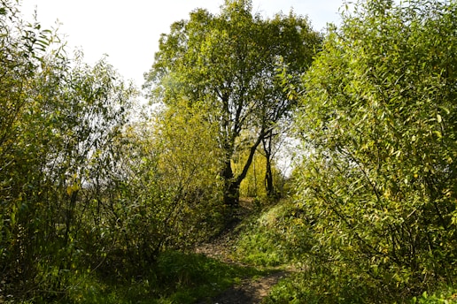 A scenic view of a lush green forest trail inviting visitors to explore nature.