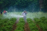 A person is walking through lush green rows of plants, likely a field, while wearing a backpack sprayer, releasing a mist. Trees form a dense backdrop, and more individuals are visible in the distance, moving through the field.