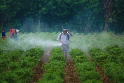 A person is walking through lush green rows of plants, likely a field, while wearing a backpack sprayer, releasing a mist. Trees form a dense backdrop, and more individuals are visible in the distance, moving through the field.