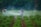 A person is walking through lush green rows of plants, likely a field, while wearing a backpack sprayer, releasing a mist. Trees form a dense backdrop, and more individuals are visible in the distance, moving through the field.