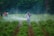 A person is walking through lush green rows of plants, likely a field, while wearing a backpack sprayer, releasing a mist. Trees form a dense backdrop, and more individuals are visible in the distance, moving through the field.