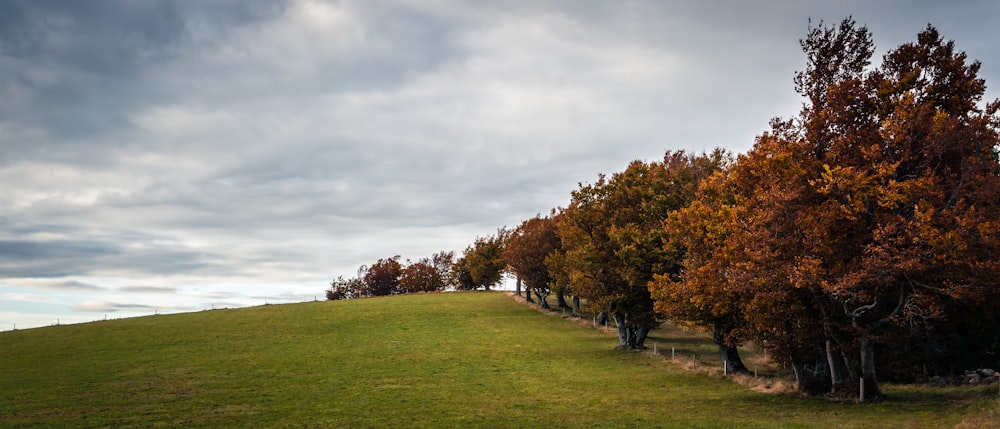 a row of trees on top of a lush green hillside