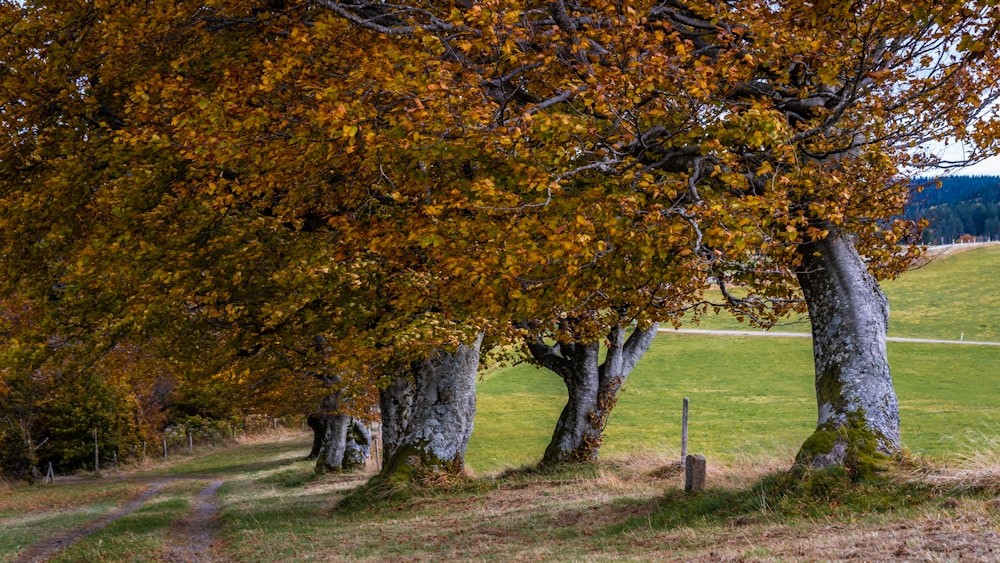 a dirt road surrounded by trees and grass