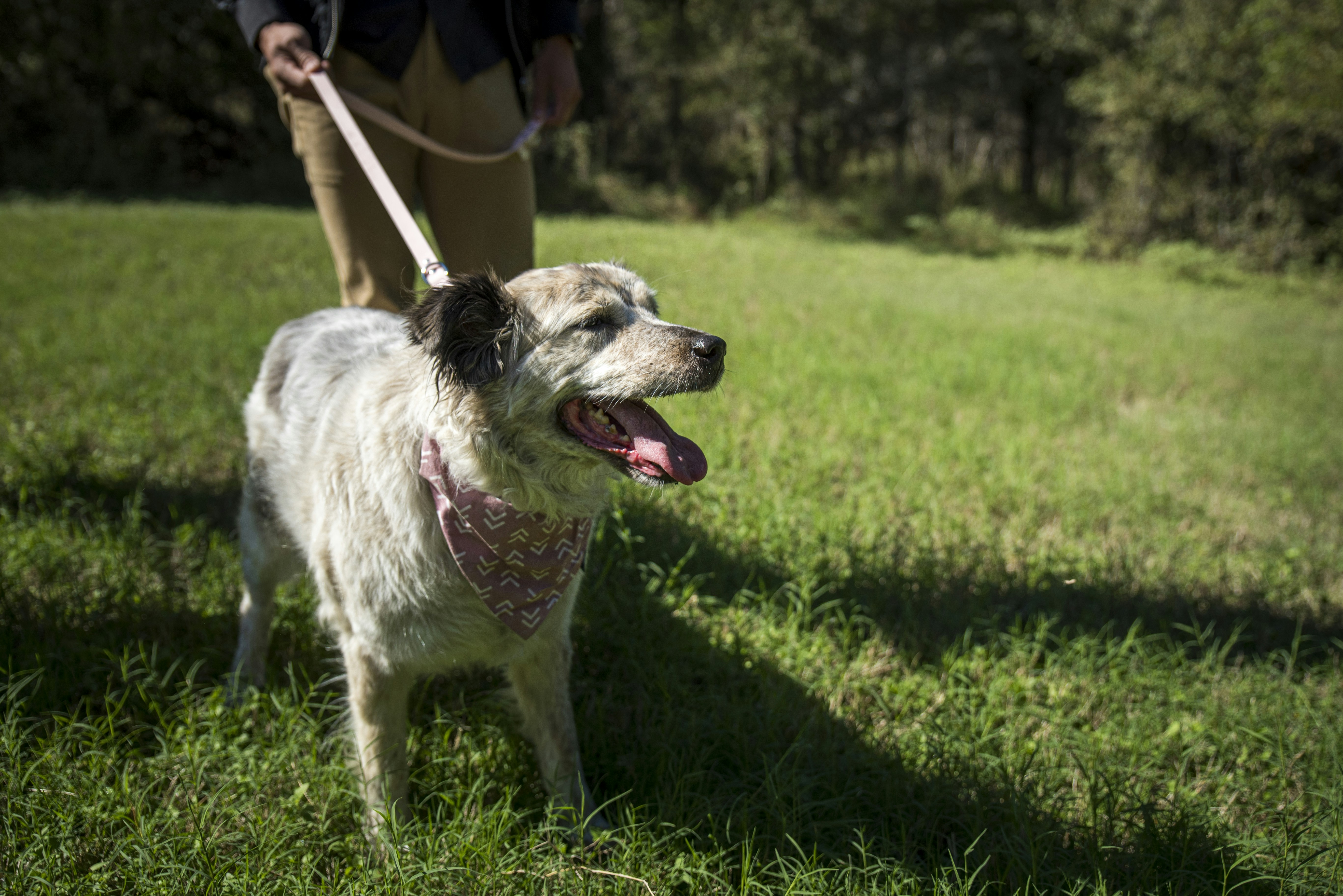 Bark Park