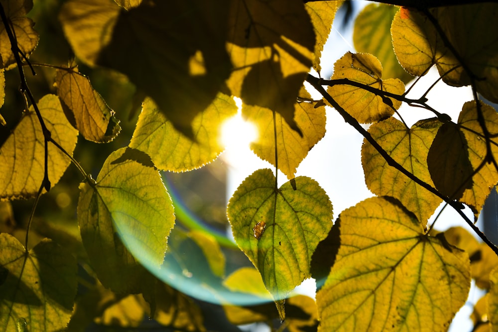 the sun shines through the leaves of a tree