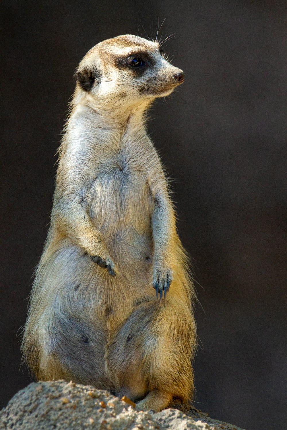 a small meerkat standing on a rock