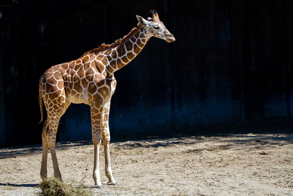 a giraffe standing in a dirt field next to a wall