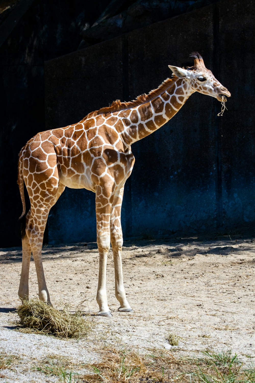 a giraffe standing on top of a dirt field