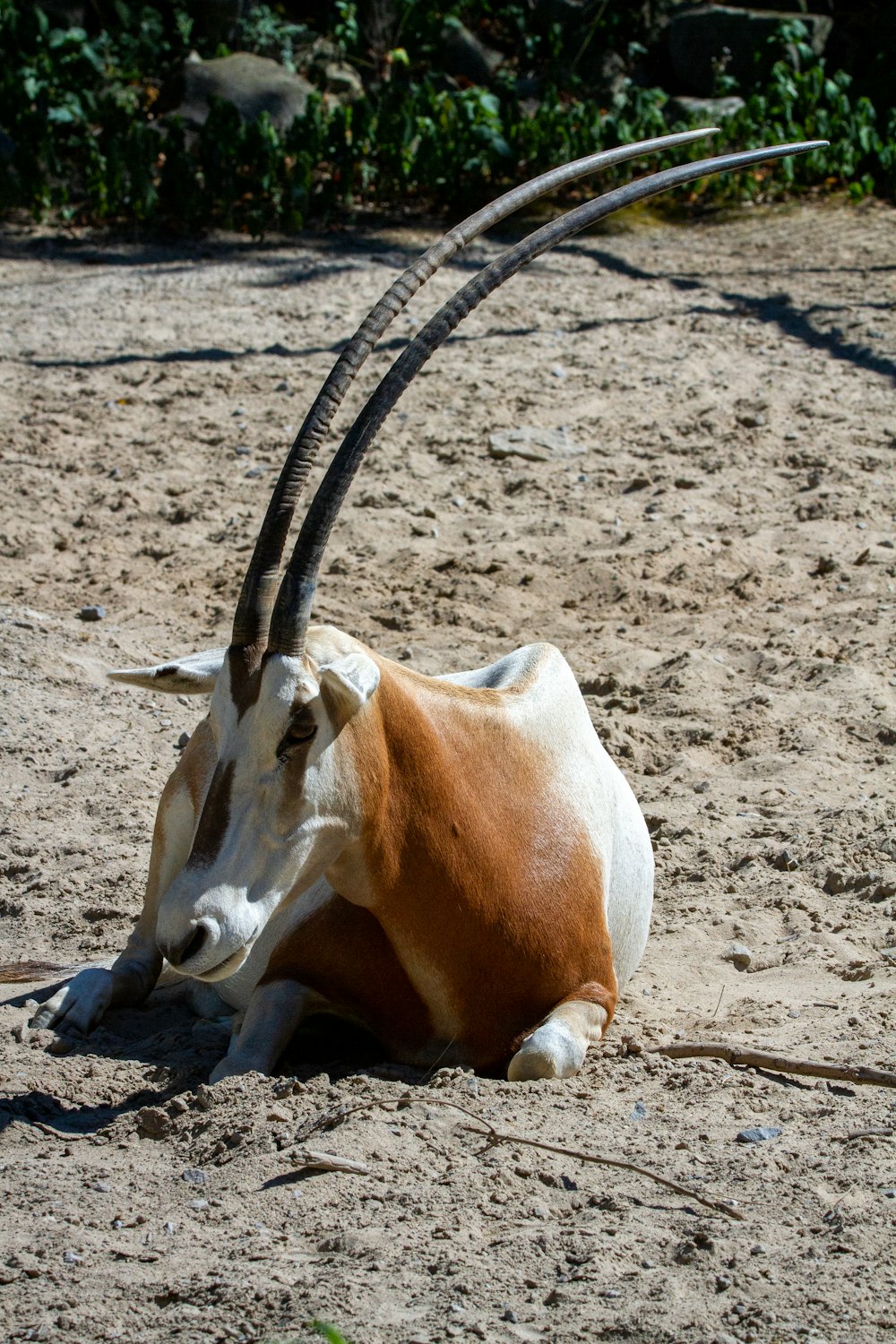 an animal with long horns laying on the ground