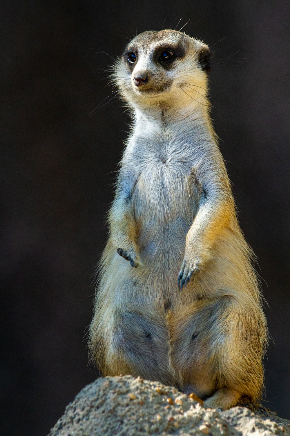 a meerkat standing on a rock looking at the camera