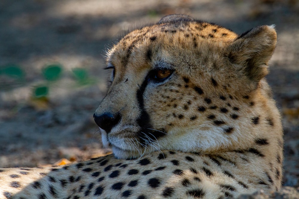 a close up of a cheetah laying on the ground