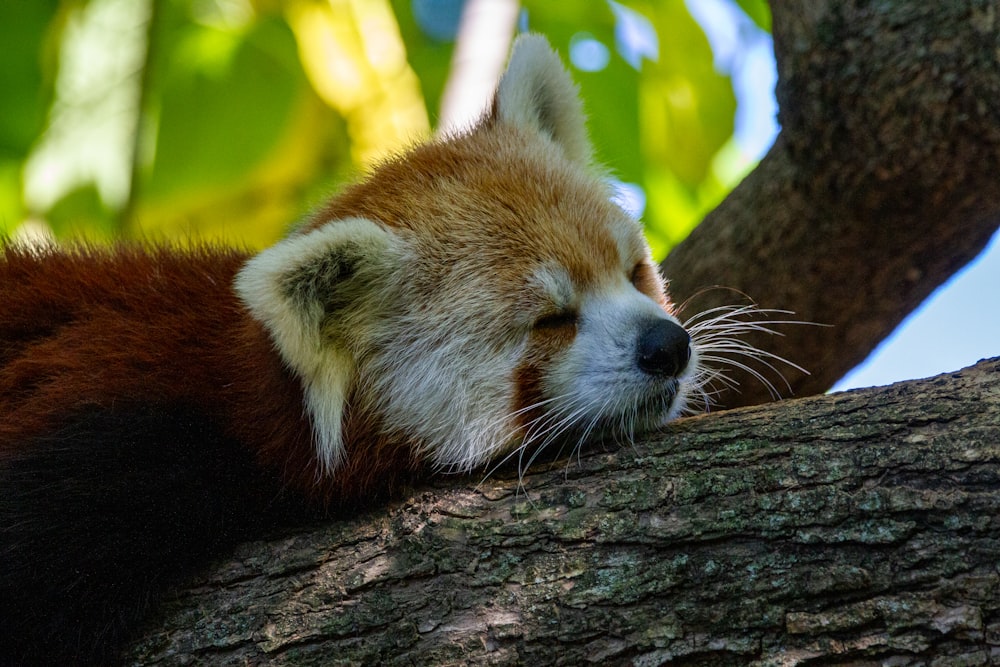 a red panda sleeping on a tree branch