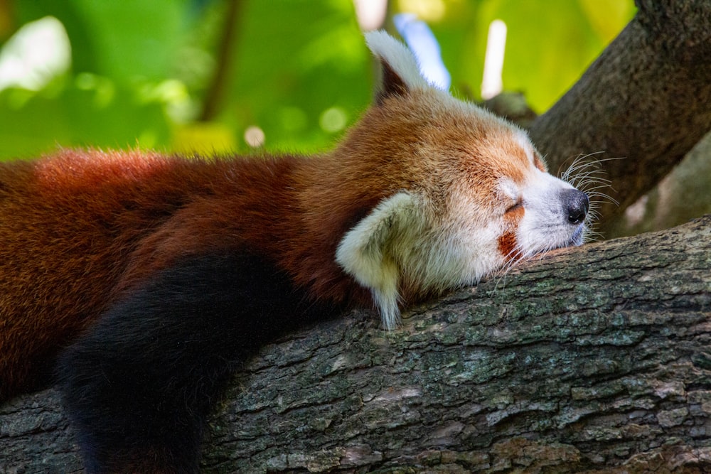 um panda vermelho dormindo em um galho de árvore