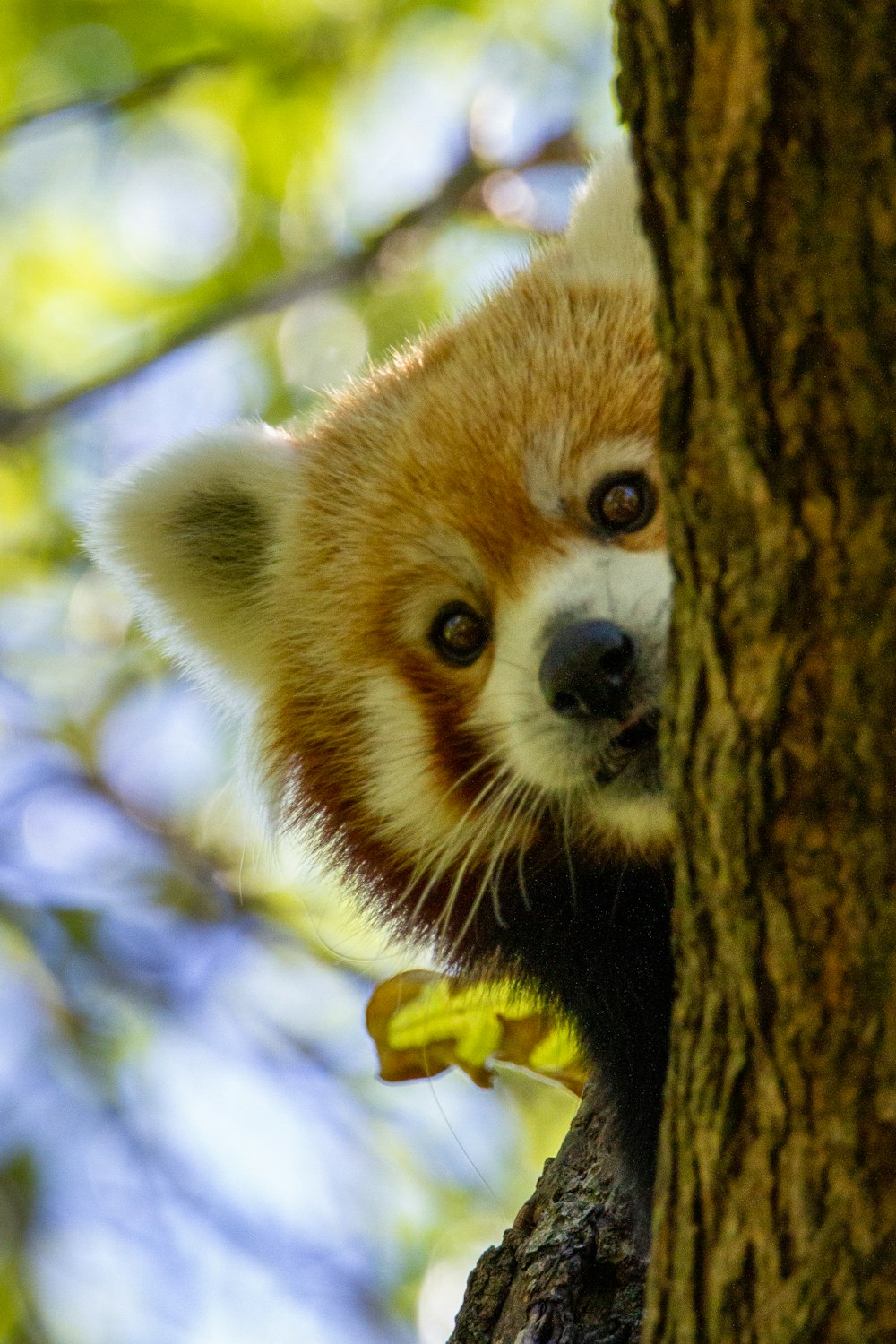 a close up of a small animal on a tree