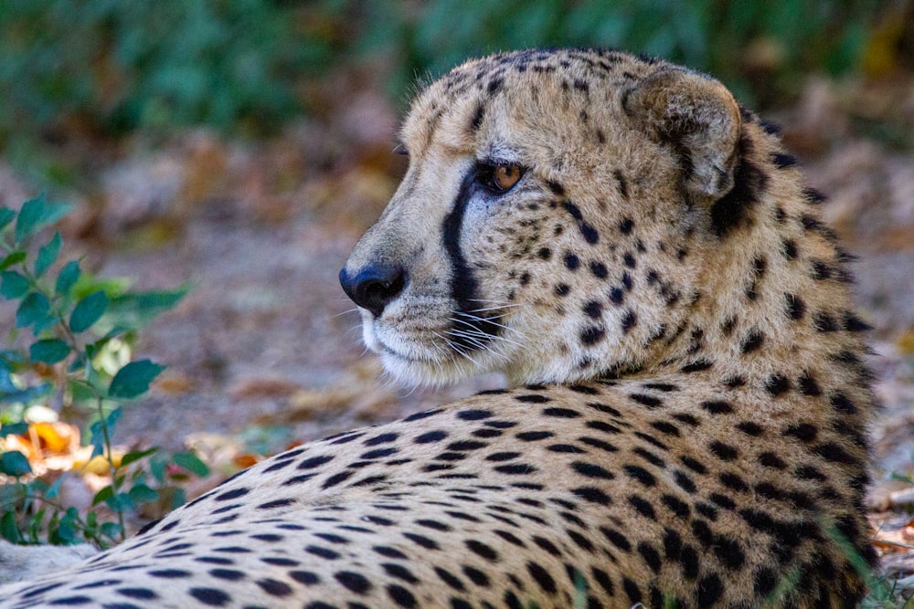 a cheetah laying on the ground in the grass
