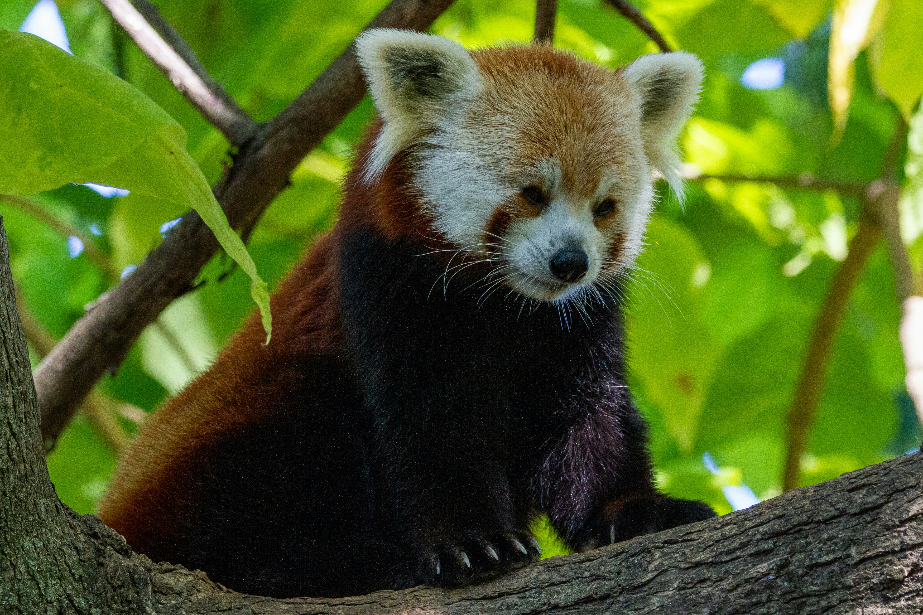 a red panda bear sitting in a tree