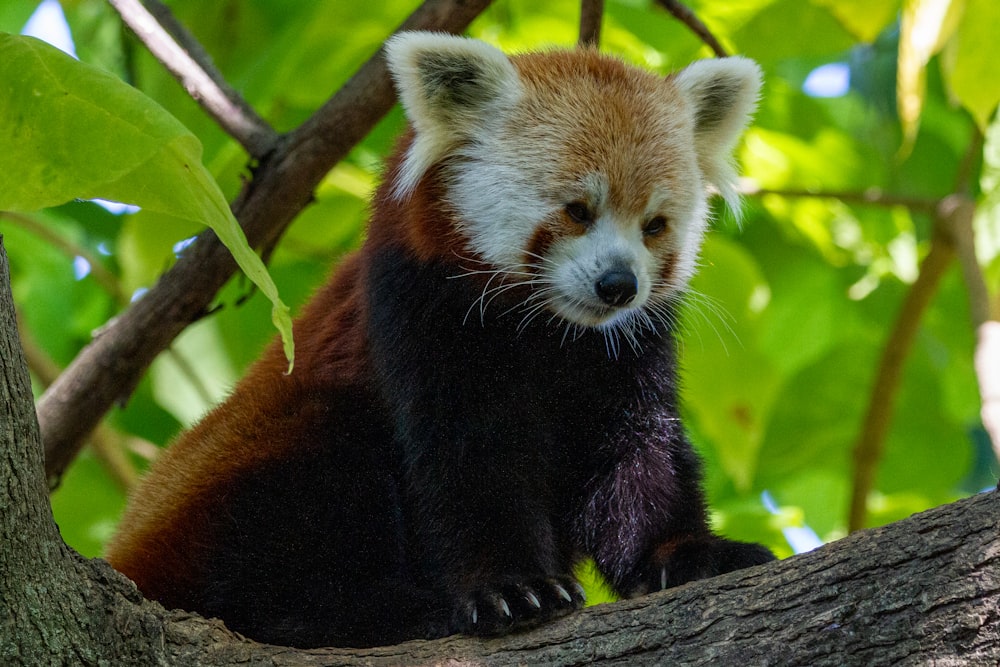 um urso panda vermelho sentado em uma árvore