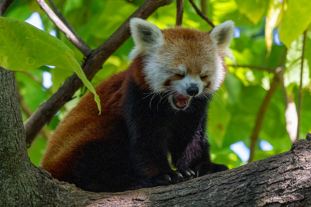 um panda vermelho boceja em uma árvore