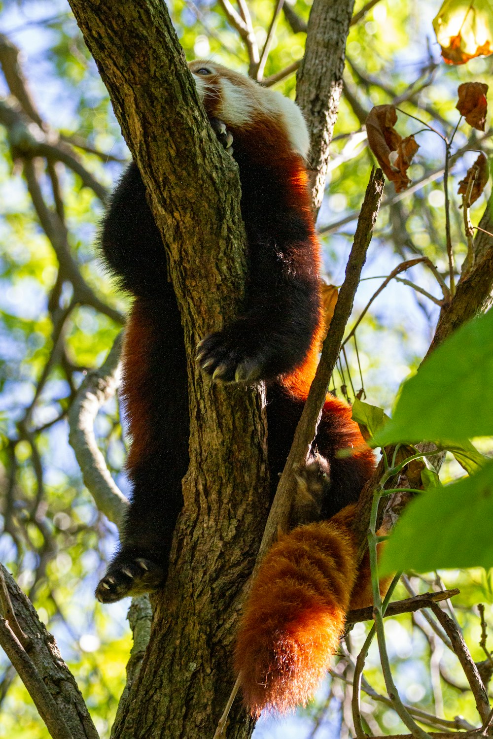 a red panda climbing up the side of a tree