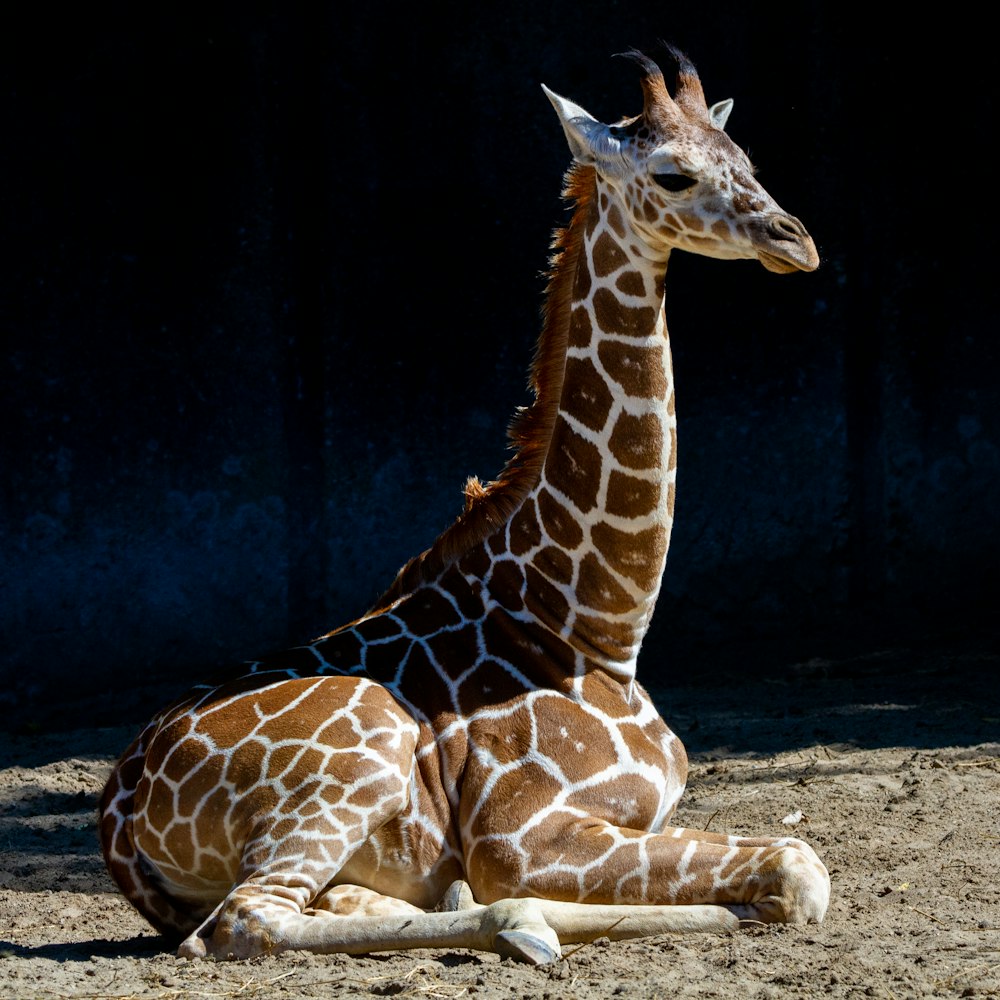 a giraffe sitting on the ground in the sun