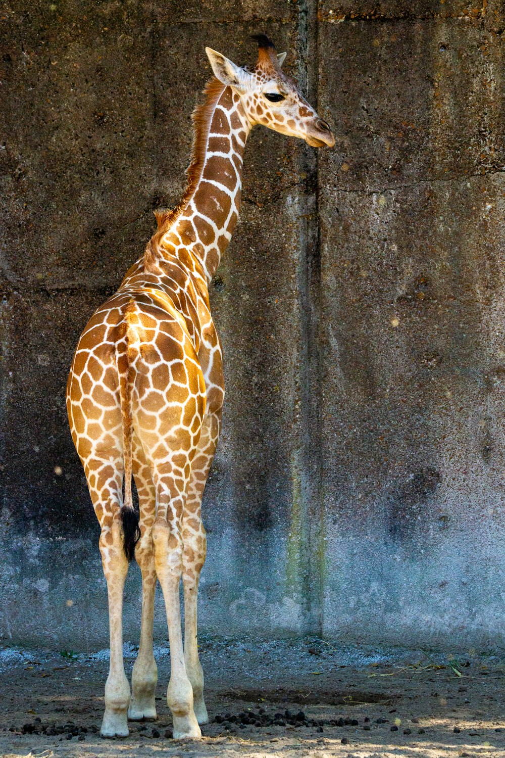 a giraffe standing in front of a stone wall