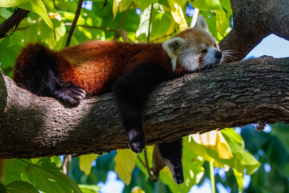 a red panda sleeping on a tree branch