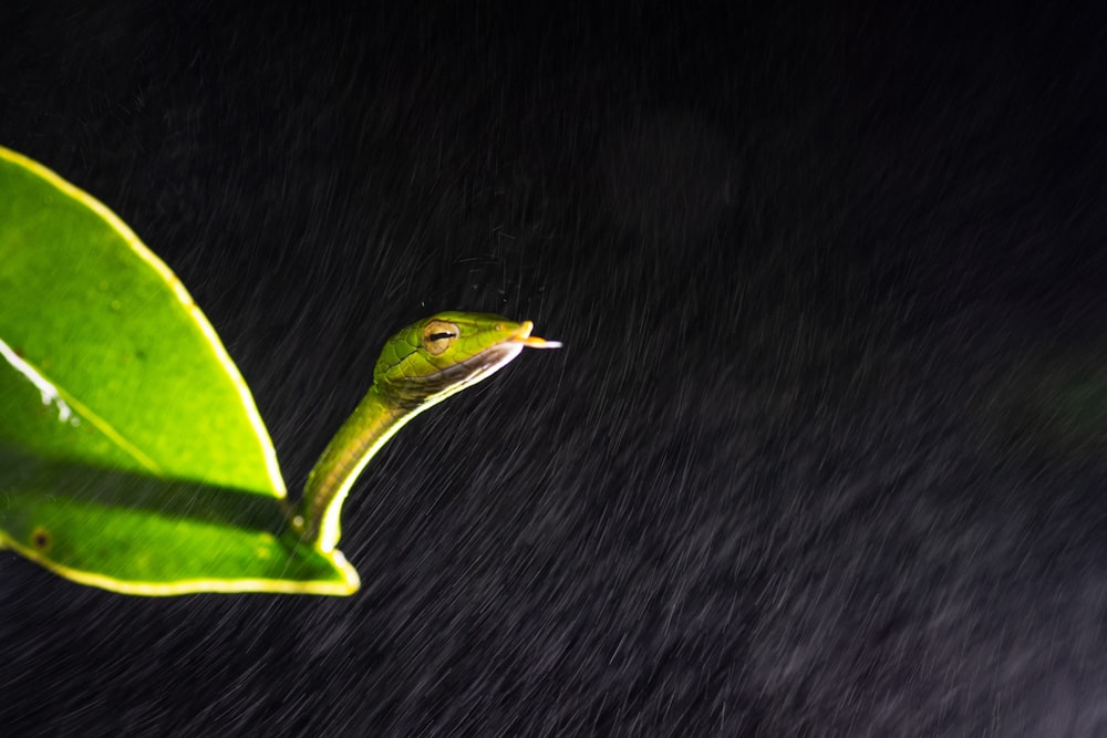 a green tree snake on a leaf in the rain