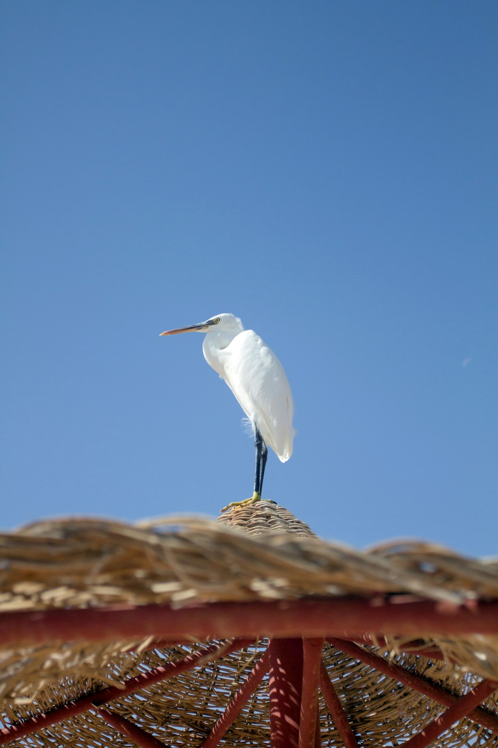 a white bird sitting on top of a straw umbrella