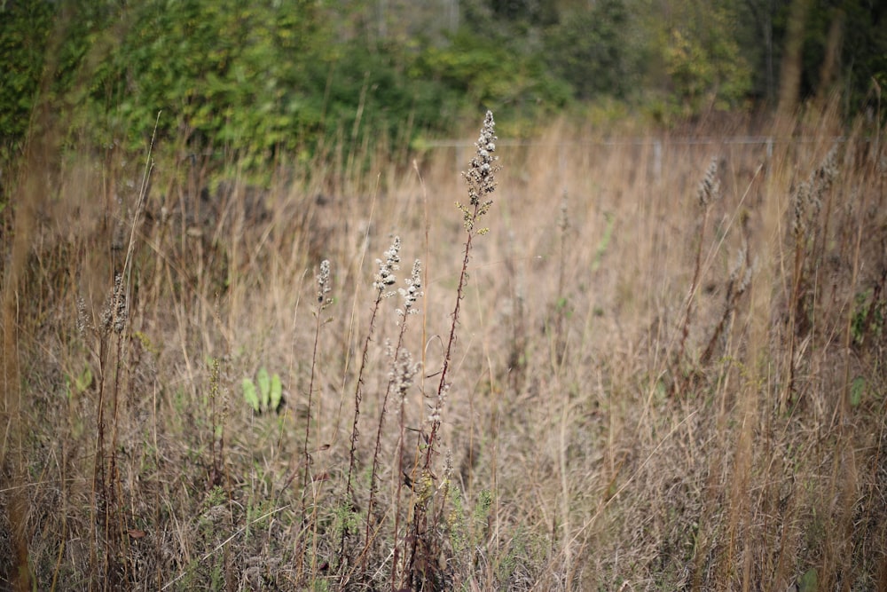 a field with tall grass and weeds in the foreground