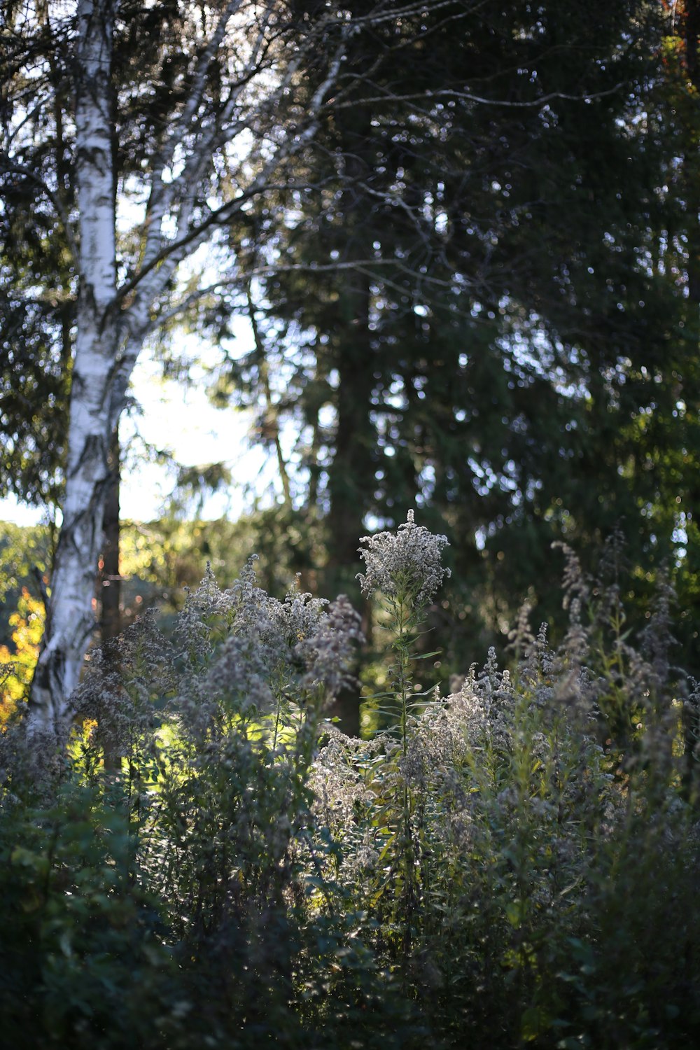 a group of trees and bushes in a forest