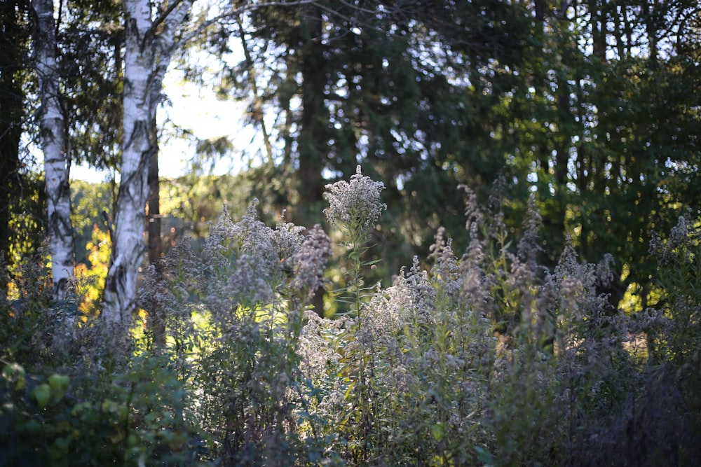 a forest filled with lots of tall trees