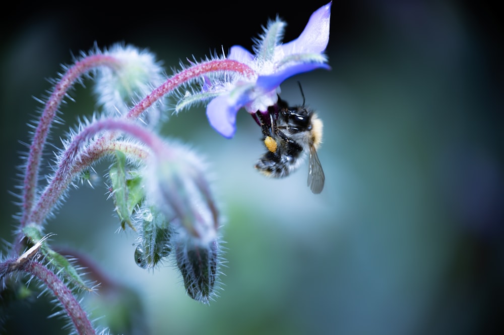 a close up of a bee on a flower