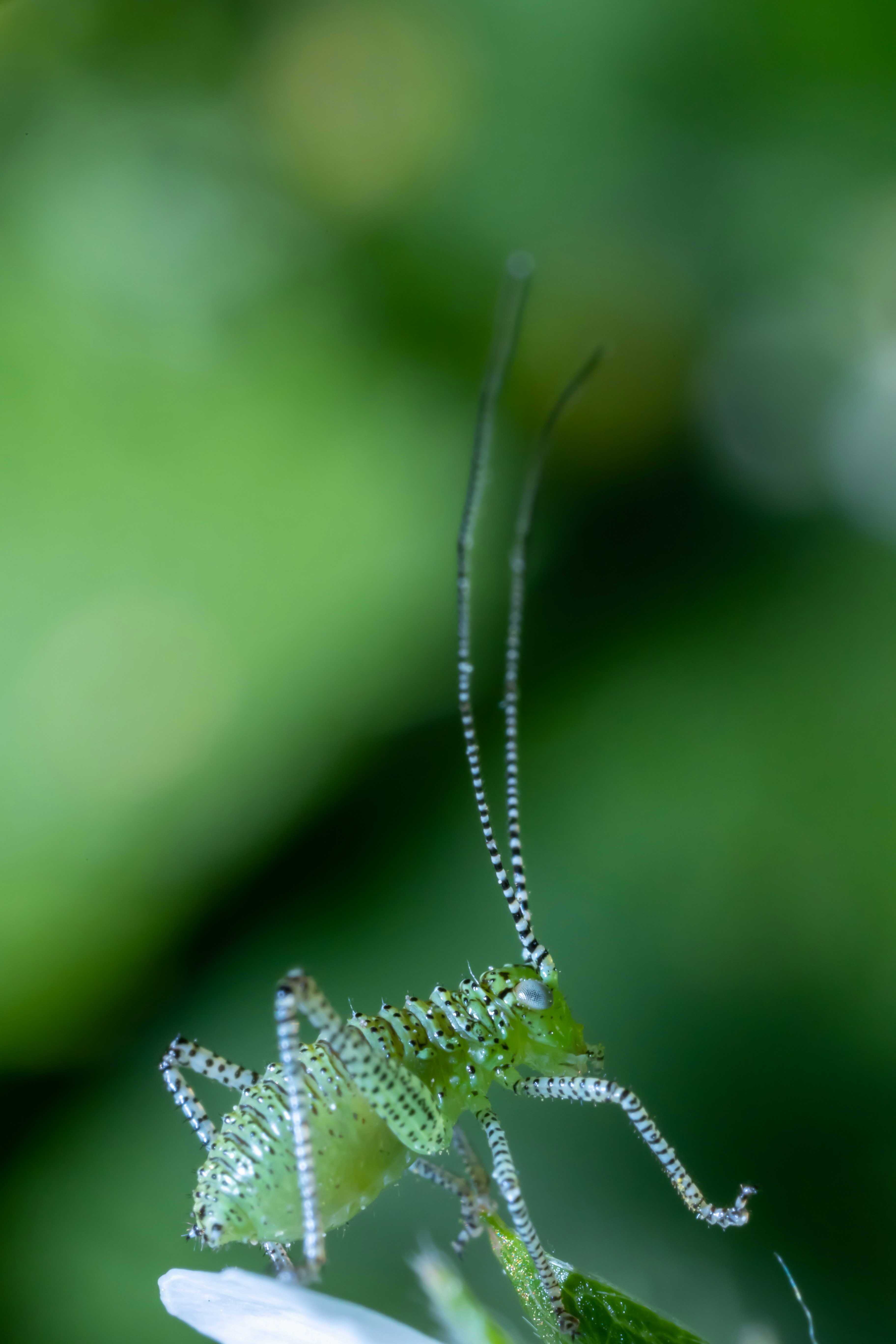 a close up of a grasshopper on a flower