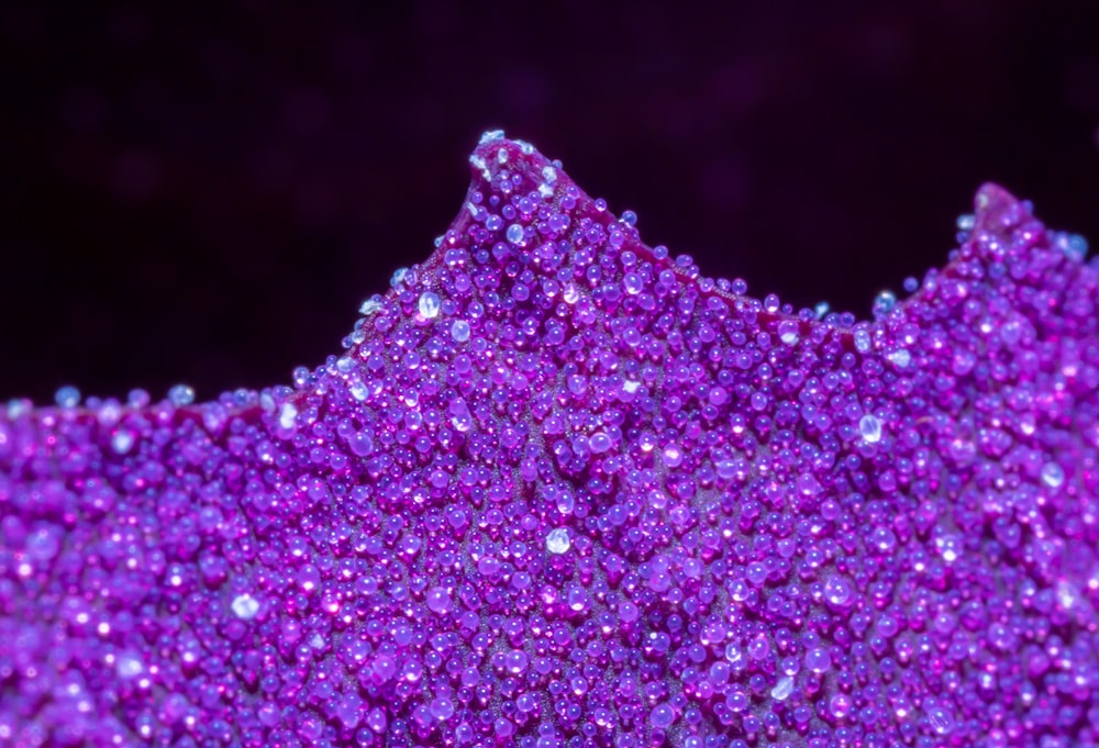 a close up view of a purple background