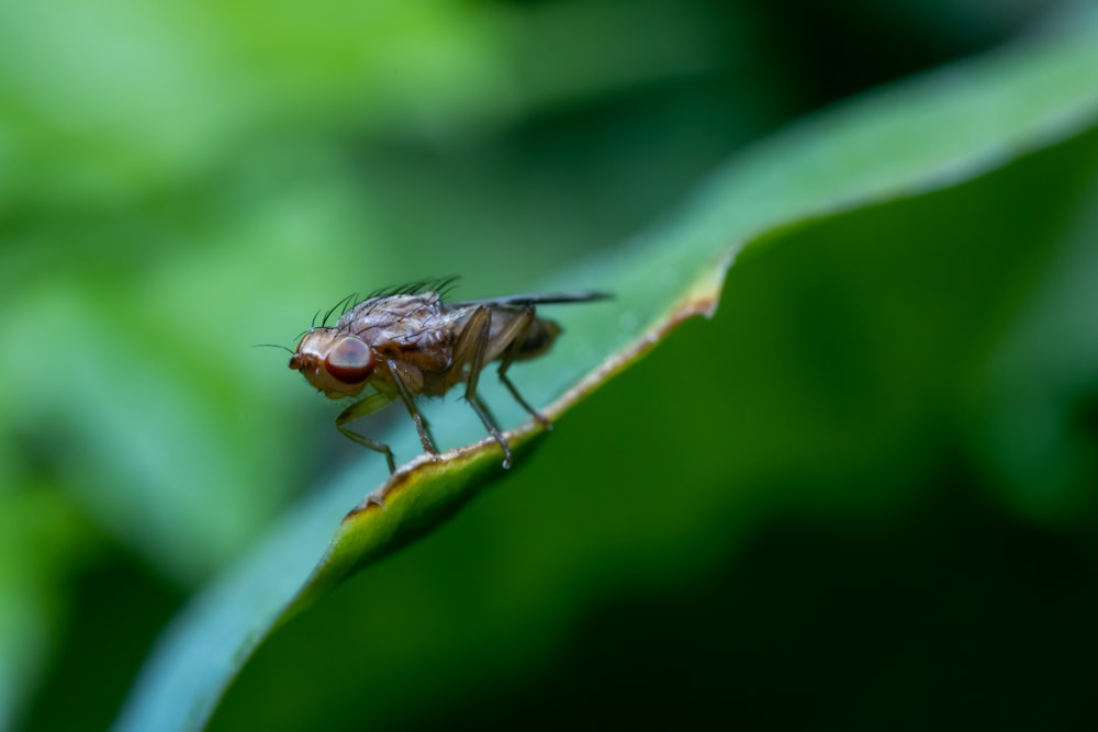 uma mosca sentada em cima de uma folha verde