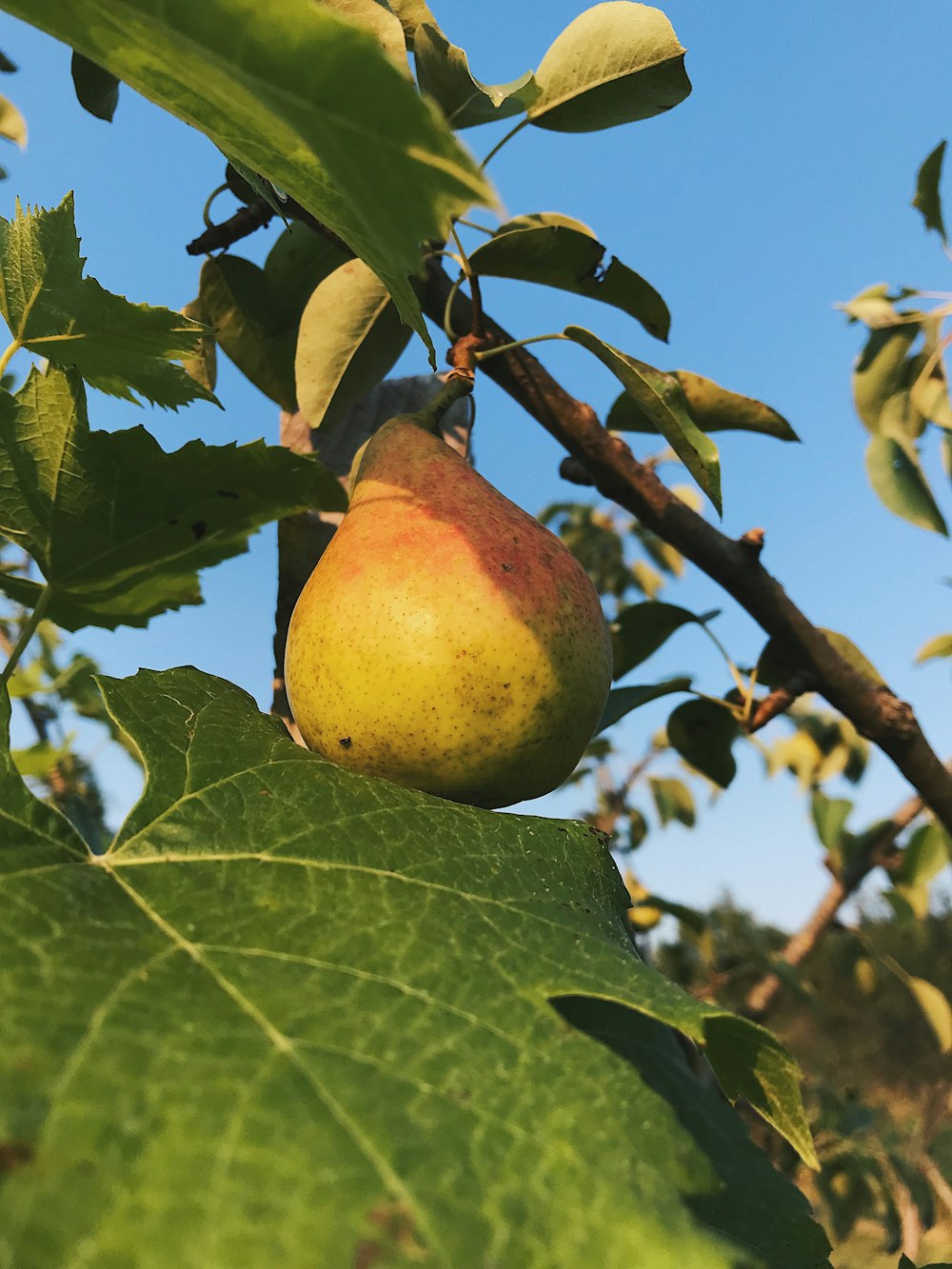 um close up de uma árvore frutífera com um céu azul no fundo