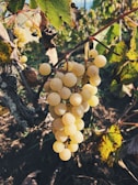 a bunch of grapes hanging from a vine