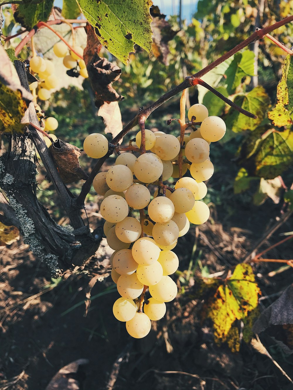 a bunch of grapes hanging from a vine