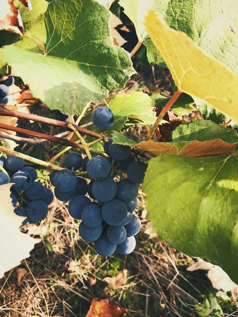 um cacho de uvas crescendo em uma videira