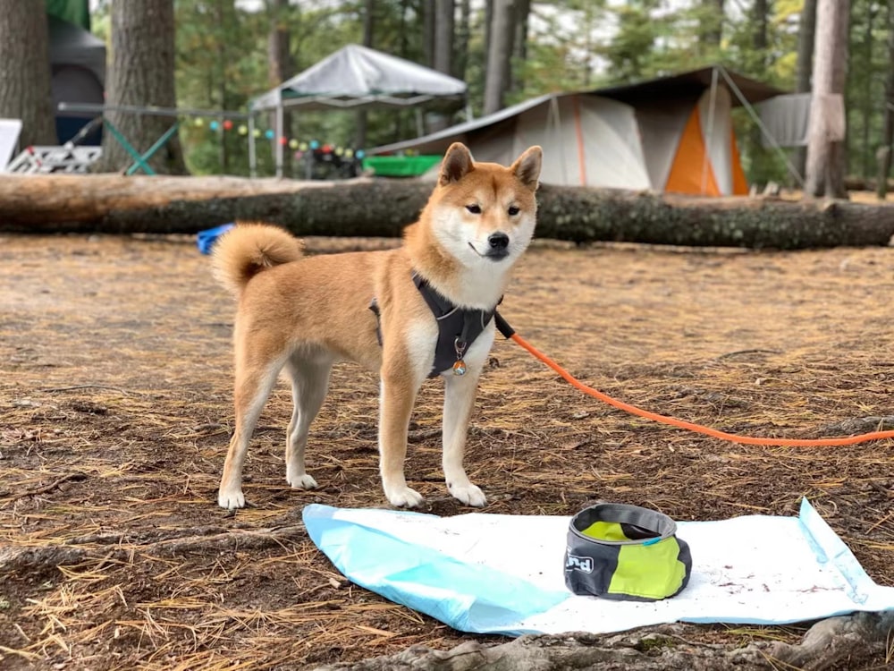 a dog tied to a leash standing next to a surfboard
