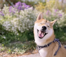 A Shiba Inu dog with a joyful expression, eyes closed and mouth open as if in a big smile, surrounded by a floral backdrop of colorful blurred flowers in a garden setting.