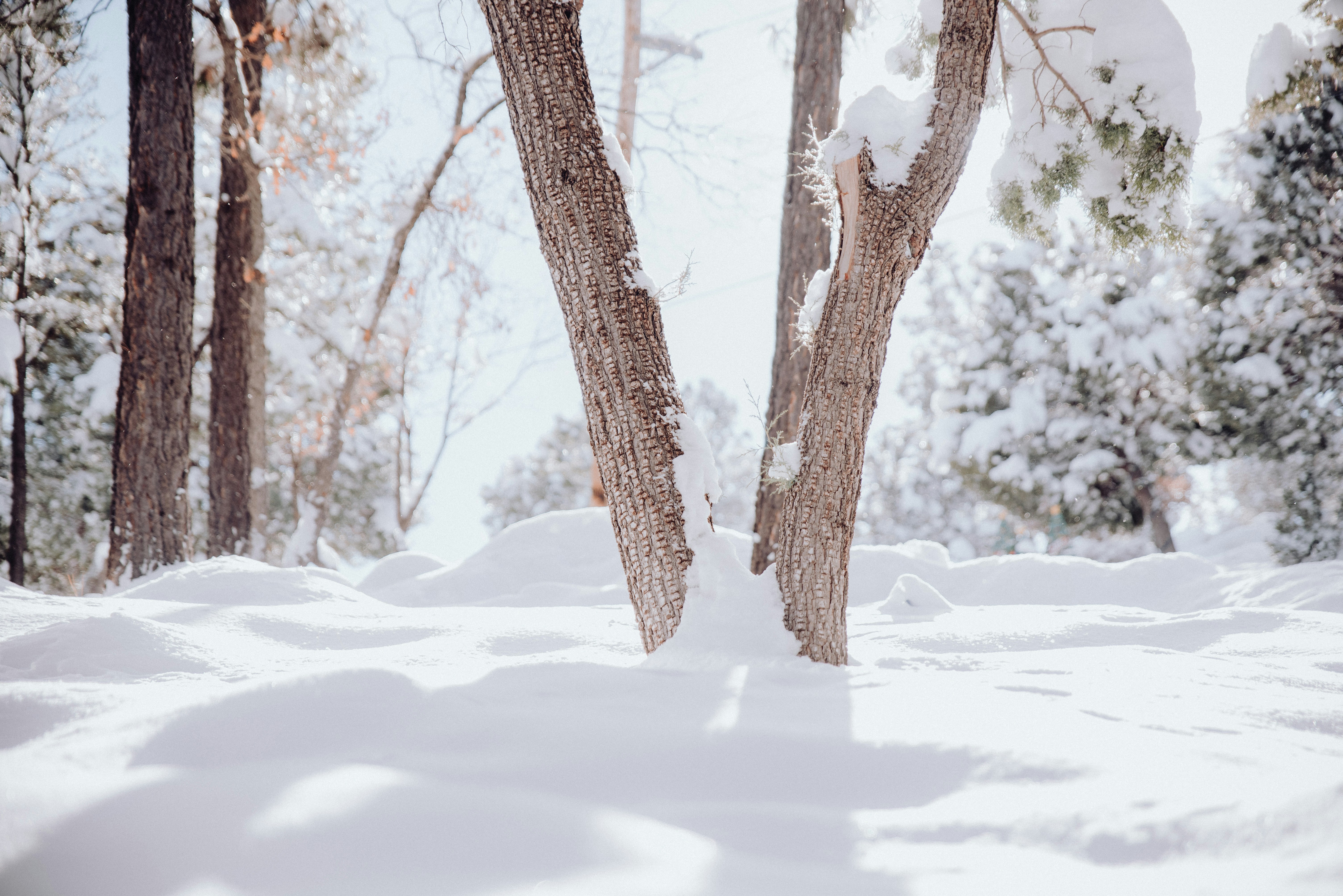 a snow covered forest filled with lots of trees, 