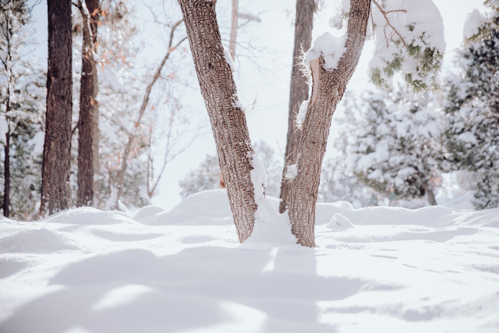 a snow covered forest filled with lots of trees