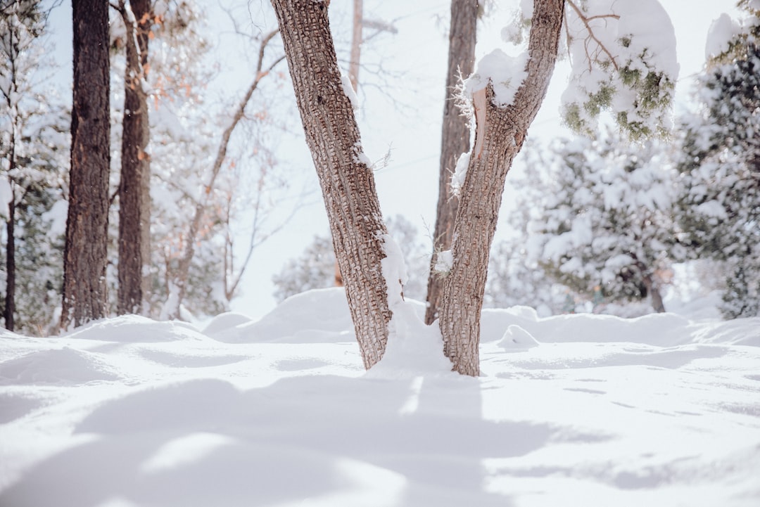 7 Under-the-Radar New Mexico Winter Destinations Beyond Santa Fe an… — 7 Under-the-Radar New Mexi…, photo 2