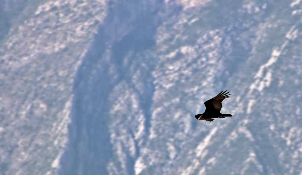 a bird flying in the sky with a mountain in the background