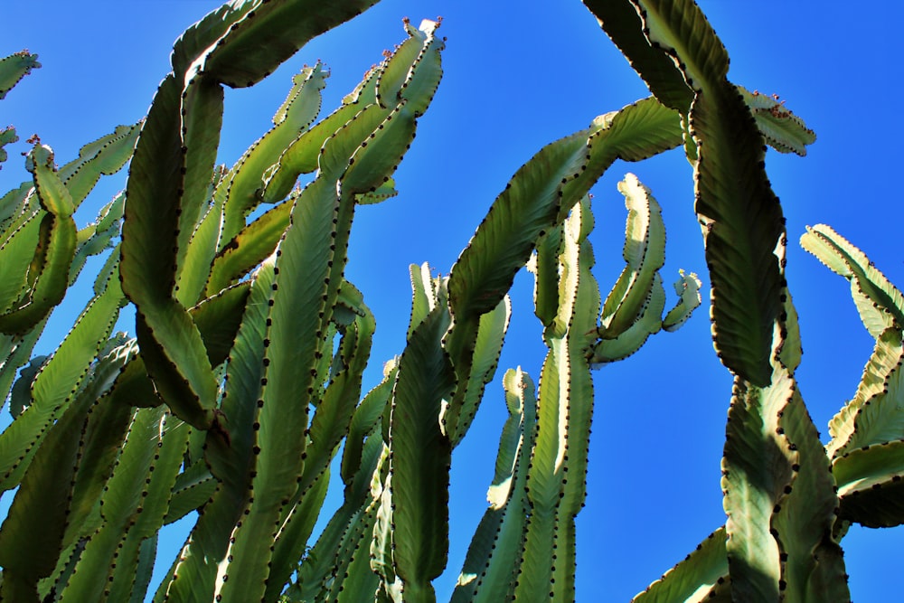 a large green cactus plant with lots of leaves